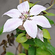 ARBORIX - 2 x Clématite 'Nelly Moser' - Clematis 'Nelly Moser'  - 50-60 cm pot - vignette
