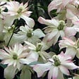 ARBORIX - 2 x Clématite des montagnes - Clematis montana 'Marjorie'  - 50-60 cm pot - vignette