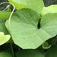 ARBORIX - Pipe Allemande - Aristolochia macrophylla  - 50-60 cm pot - vignette