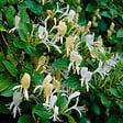 ARBORIX - 2 x Chèvrefeuille du Japon 'Halliana' - Lonicera japonica 'Halliana'  - 50-60 cm pot - vignette