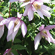 ARBORIX - 2 x Clématite 'Pink Flamingo' - Clematis 'Pink Flamingo'  - 50-60 cm pot - vignette