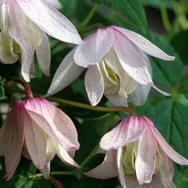 ARBORIX - 2 x Clématite 'Pink Flamingo' - Clematis 'Pink Flamingo'  - 50-60 cm pot - large