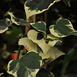 ARBORIX - 2 x Lierres de colchide - Hedera Colchica 'Dentata Variegata'  - 50-60 cm pot - vignette