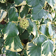 ARBORIX - 2 x Lierres de colchide - Hedera Colchica 'Dentata Variegata'  - 50-60 cm pot - vignette