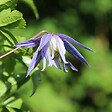 ARBORIX - 2 x Clématite 'Frances Rivis' - Clematis alpina 'Frances Rivis'  - 50-60 cm pot - vignette