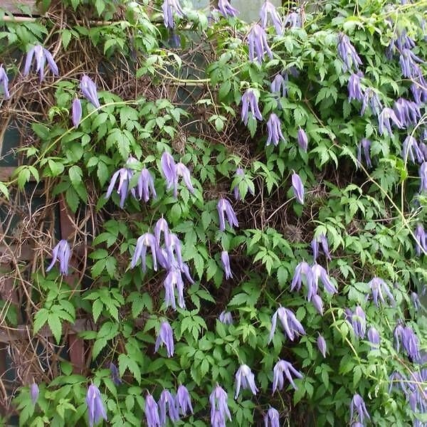 ARBORIX - 2 x Clématite 'Frances Rivis' - Clematis alpina 'Frances Rivis'  - 50-60 cm pot - large