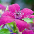 ARBORIX - 2 x Clématite 'Ruutel' - Clematis 'Ruutel'  - 50-60 cm pot - vignette