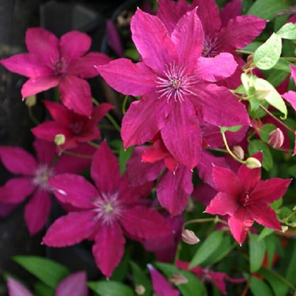 ARBORIX - 2 x Clématite 'Ruutel' - Clematis 'Ruutel'  - 50-60 cm pot - large