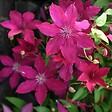 ARBORIX - 2 x Clématite 'Ruutel' - Clematis 'Ruutel'  - 50-60 cm pot - vignette