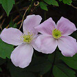ARBORIX - 2 x Clématite des montagnes - Clematis montana 'Fragrant Spring'  - 50-60 cm pot - vignette