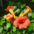 ARBORIX - 2 x Trompette de virginie - Campsis radicans 'Flamenco'  - 50-60 cm pot - vignette