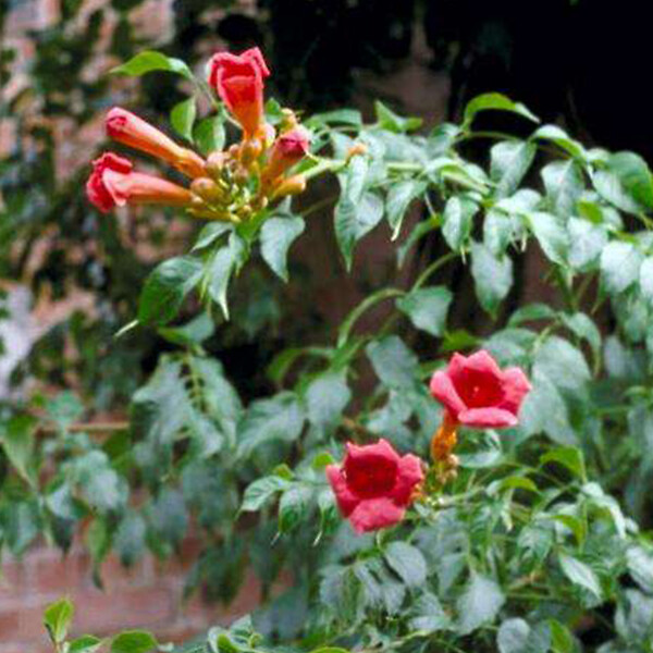 ARBORIX - 2 x Trompette de virginie - Campsis radicans 'Flamenco'  - 50-60 cm pot - large