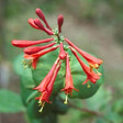 ARBORIX - 2 x Chèvrefeuille grimpant 'Dropmore Scarlet' - Lonicera brownii 'Dropmore Scarlet'  - 50-60 cm pot - vignette