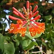 ARBORIX - 2 x Chèvrefeuille grimpant 'Dropmore Scarlet' - Lonicera brownii 'Dropmore Scarlet'  - 50-60 cm pot - vignette