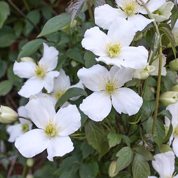 ARBORIX - 2 x Clématite des montagnes 'Grandiflora' - Clematis Montana 'Grandiflora'  - 50-60 cm pot - large