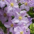 ARBORIX - 2 x Clématite 'Blekitny Aniol' - Clematis 'Blekitny Aniol'  - 50-60 cm pot - vignette