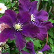 ARBORIX - 2 x Clématite 'Warszawska Nike' - Clematis 'Warszawska Nike'  - 50-60 cm pot - vignette