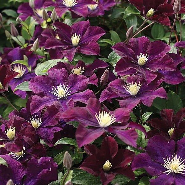 ARBORIX - 2 x Clématite 'Warszawska Nike' - Clematis 'Warszawska Nike'  - 50-60 cm pot - large