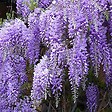 ARBORIX - Glycine de chine 'Prolific' - Wisteria Sinensis 'Prolific'  - 50-60 cm pot - vignette