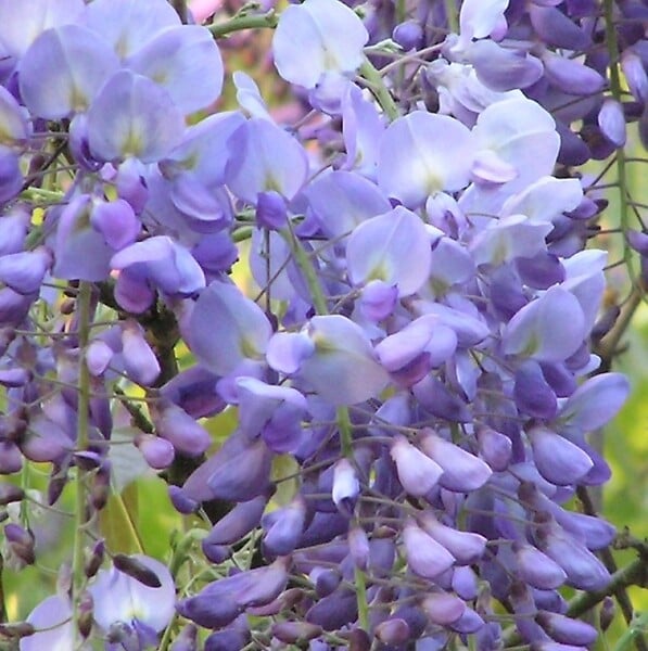 ARBORIX - Glycine de chine 'Prolific' - Wisteria Sinensis 'Prolific'  - 50-60 cm pot - large
