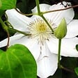 ARBORIX - 2 x Clématite 'Mevrouw Le Coultre' - Clematis 'Mevrouw Le Coultre'  - 50-60 cm pot - vignette