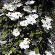ARBORIX - 2 x Clématite 'Mevrouw Le Coultre' - Clematis 'Mevrouw Le Coultre'  - 50-60 cm pot - vignette
