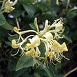 ARBORIX - 2 x Chèvrefeuille des bois - Lonicera periclymenum  - 50-60 cm pot - vignette