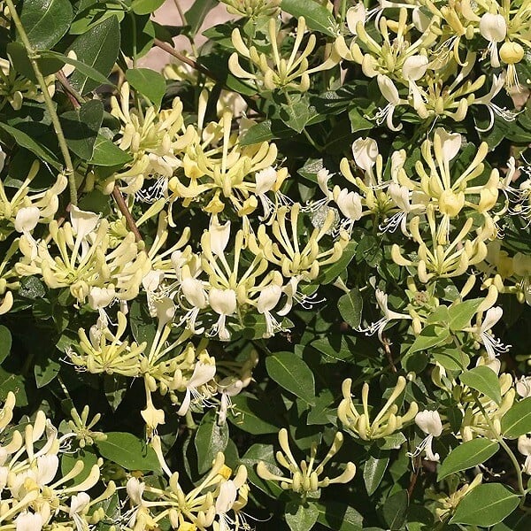 ARBORIX - 2 x Chèvrefeuille des bois - Lonicera periclymenum  - 50-60 cm pot - large