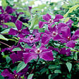 ARBORIX - 2 x Clématite 'Polish Spirit' - Clematis 'Polish Spirit'  - 50-60 cm pot - vignette