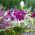 ARBORIX - 2 x Clématite 'Polish Spirit' - Clematis 'Polish Spirit'  - 50-60 cm pot - vignette