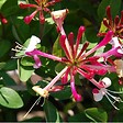ARBORIX - 2 x Chèvrefeuille du Japon - Lonicera periclymenum 'Belgica Select'  - 50-60 cm pot - vignette