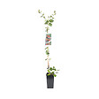 ARBORIX - 2 x Chèvrefeuille du Japon - Lonicera periclymenum 'Belgica Select'  - 50-60 cm pot - vignette