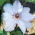 ARBORIX - 2 x Clématite 'Snow Queen' - Clematis 'Snow Queen'  - 50-60 cm pot - vignette