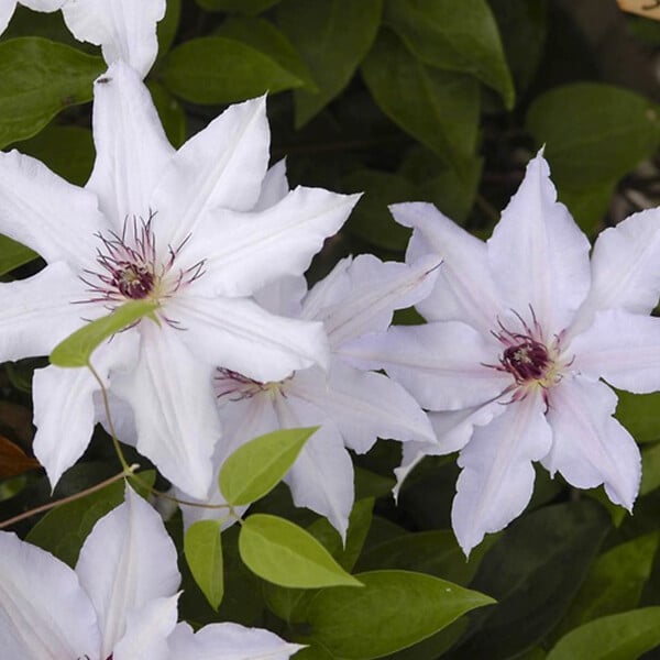 ARBORIX - 2 x Clématite 'Snow Queen' - Clematis 'Snow Queen'  - 50-60 cm pot - large