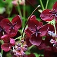 ARBORIX - Akébie à cinq folioles - Akebia quinata  - 50-60 cm pot - vignette