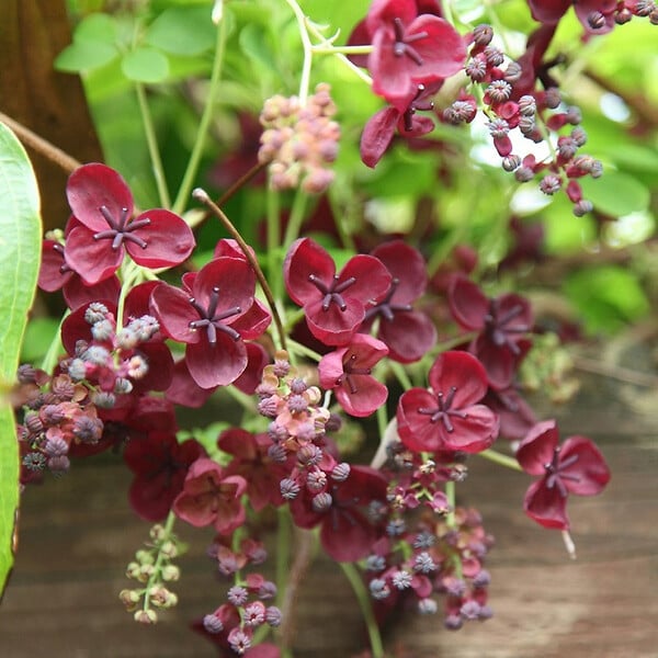 ARBORIX - Akébie à cinq folioles - Akebia quinata  - 50-60 cm pot - large