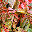 ARBORIX - 2 x Vigne vierge de virginie - Parthenocissus Quinquefolia  - 50-60 cm pot - vignette