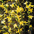 ARBORIX - 2 x Jasmin d'hiver - Jasminum Nudiflorum  - 50-60 cm pot - vignette