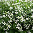 ARBORIX - Clématite 'Snow bells' - Clematis armandii 'Snow Bells'  - 60-80 cm pot - vignette