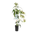 ARBORIX - Clématite 'Snow bells' - Clematis armandii 'Snow Bells'  - 60-80 cm pot - vignette