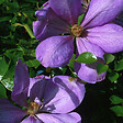 ARBORIX - 2 x Clématite 'Mrs Cholmondeley' - Clematis 'Mrs Cholmondeley'  - 50-60 cm pot - vignette