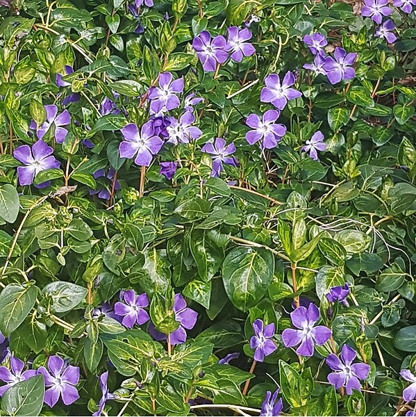 ARBORIX - 2 x Clématite 'Mrs Cholmondeley' - Clematis 'Mrs Cholmondeley'  - 50-60 cm pot - large