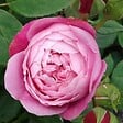 ARBORIX - Kordes Rose des fées - Rosa 'Queen Elizabeth' - vignette
