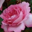 ARBORIX - Kordes Eleganza® rosier - Rosa 'Eliza' - vignette