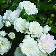 ARBORIX - 2 x Rosier couvre-sol - Rosa 'White Fairy' - vignette