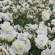 ARBORIX - 2 x Rose classique - Rosa 'Witte Tros' - vignette