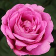 ARBORIX - Kordes Parfuma® rosier - Rosa 'Carmen Wurth'® - vignette