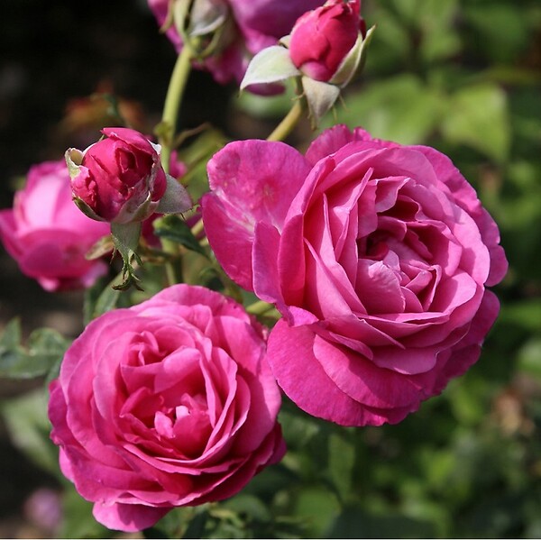 ARBORIX - Kordes Parfuma® rosier - Rosa 'Carmen Wurth'® - large