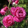 ARBORIX - Kordes Parfuma® rosier - Rosa 'Carmen Wurth'® - vignette