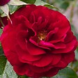 ARBORIX - Rosier Kordes - Rosa 'Bordeaux'® - vignette